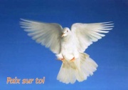La colombe symbole de l'Esprit saint...emblème de la pureté et de la paix ! 331771